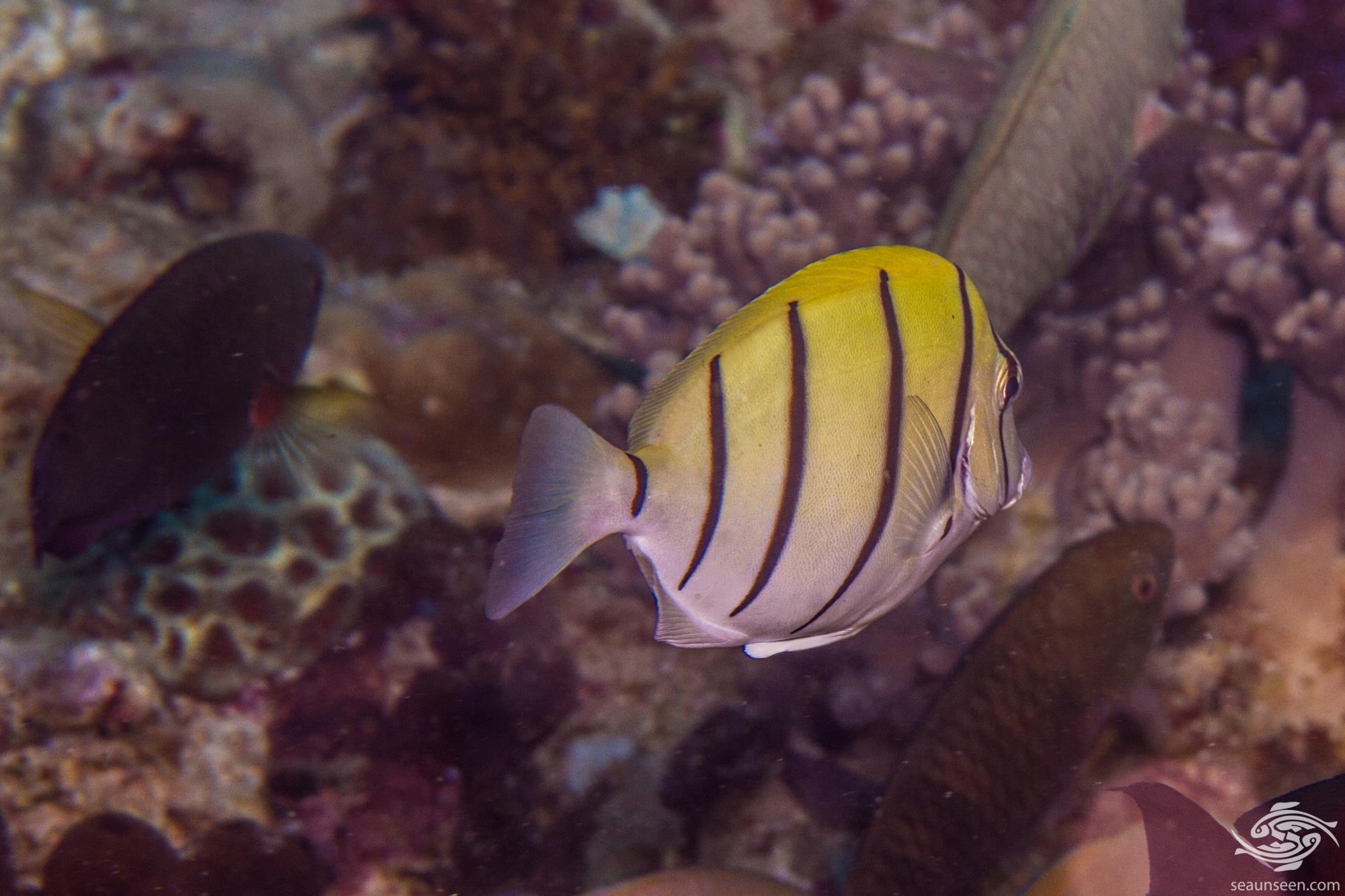 Convict Tang
