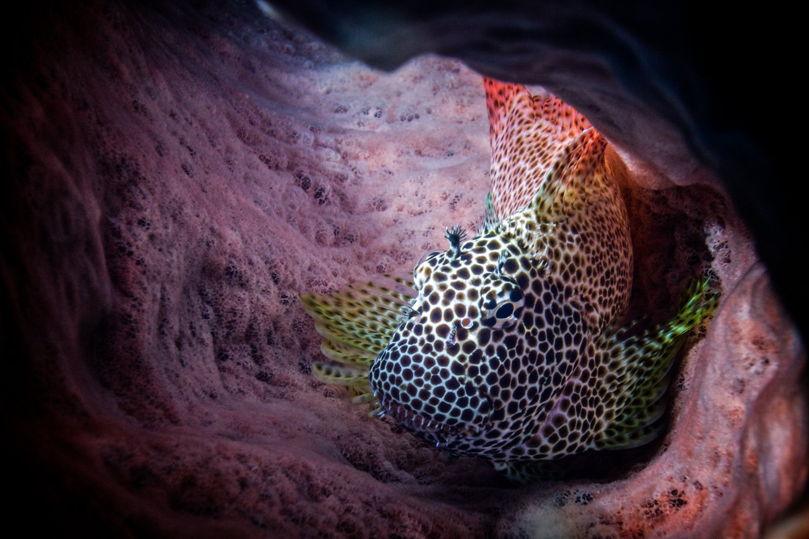 Leopard Blenny