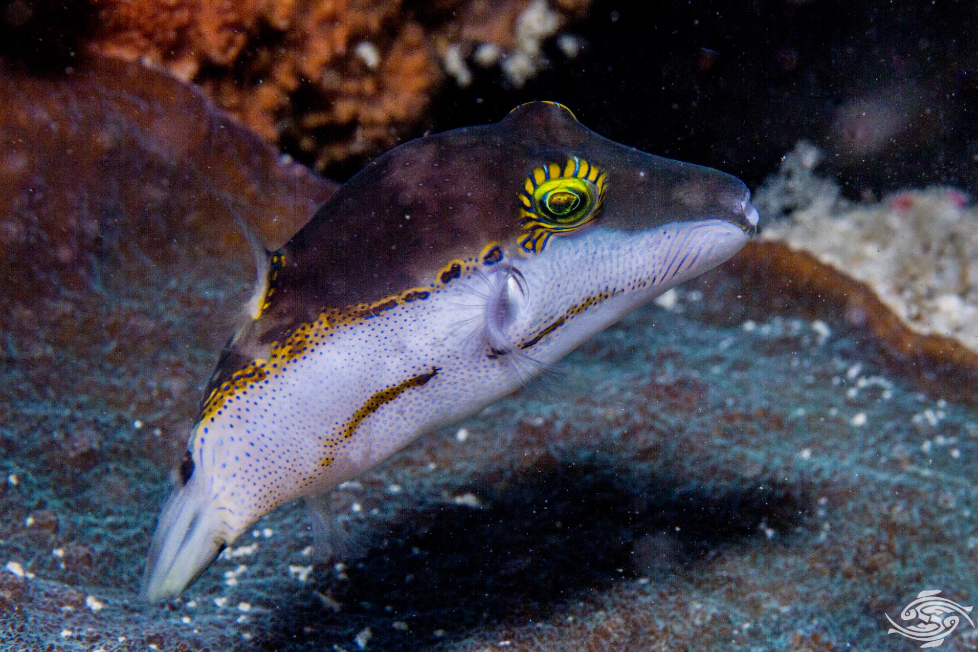 Bicolor Puffer