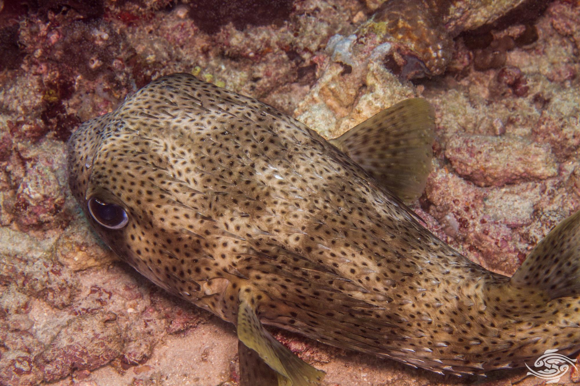 Porcupine Puffer