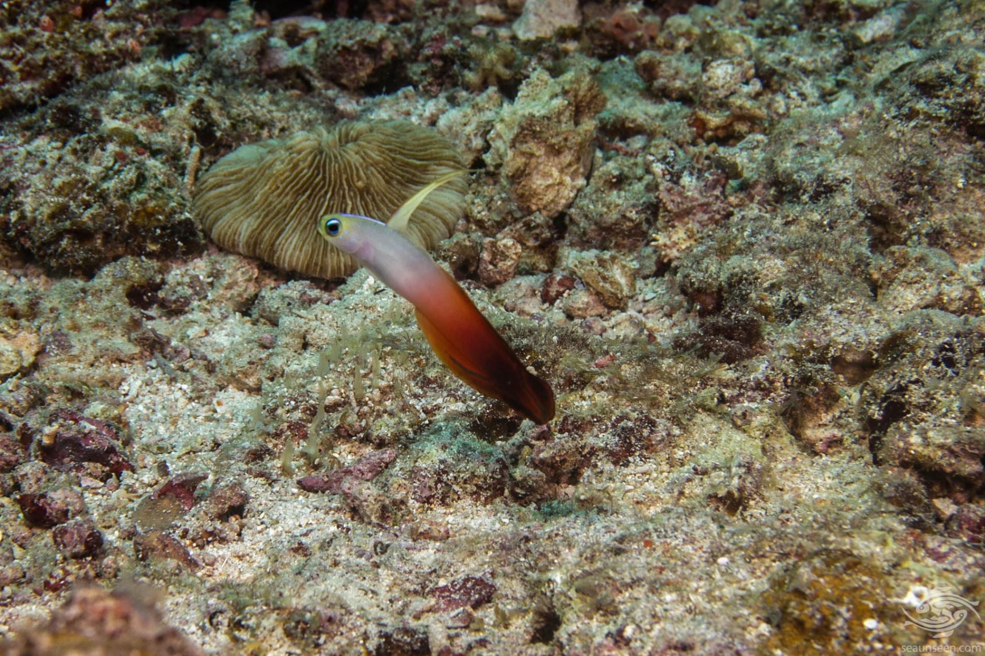 Fire Fish