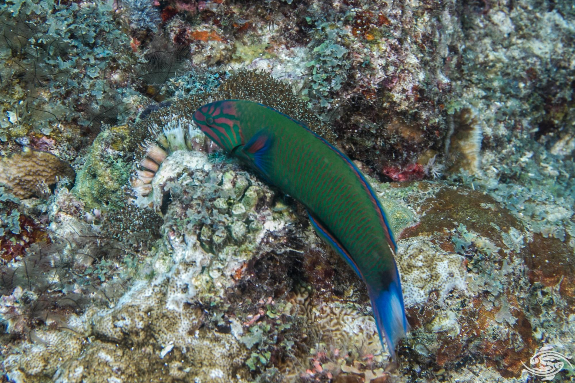 Moon Wrasse