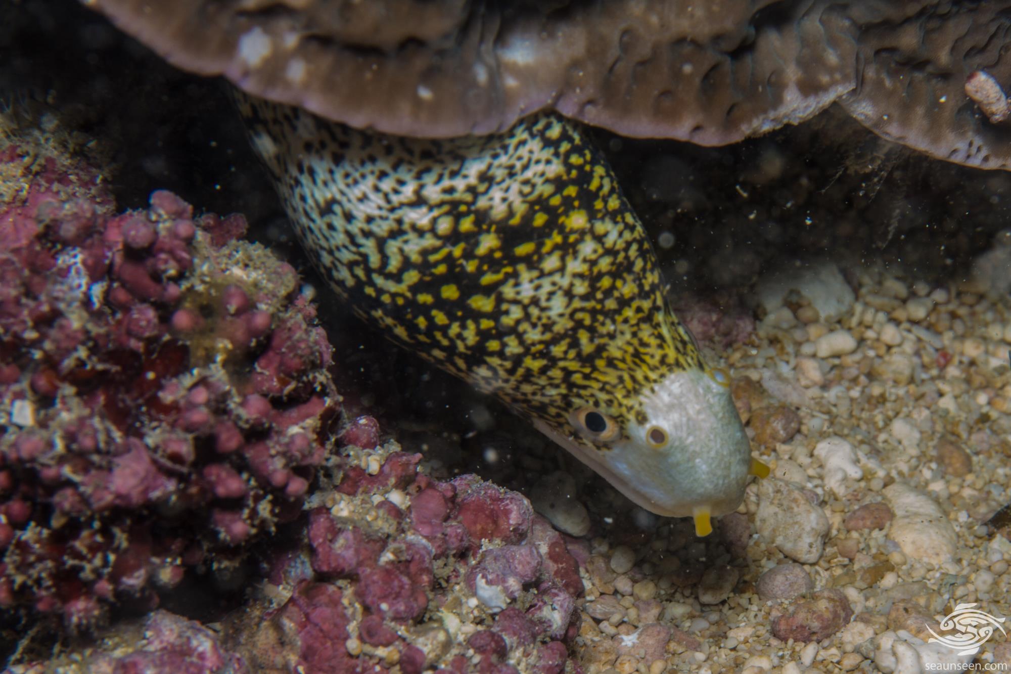Snowflake Moray