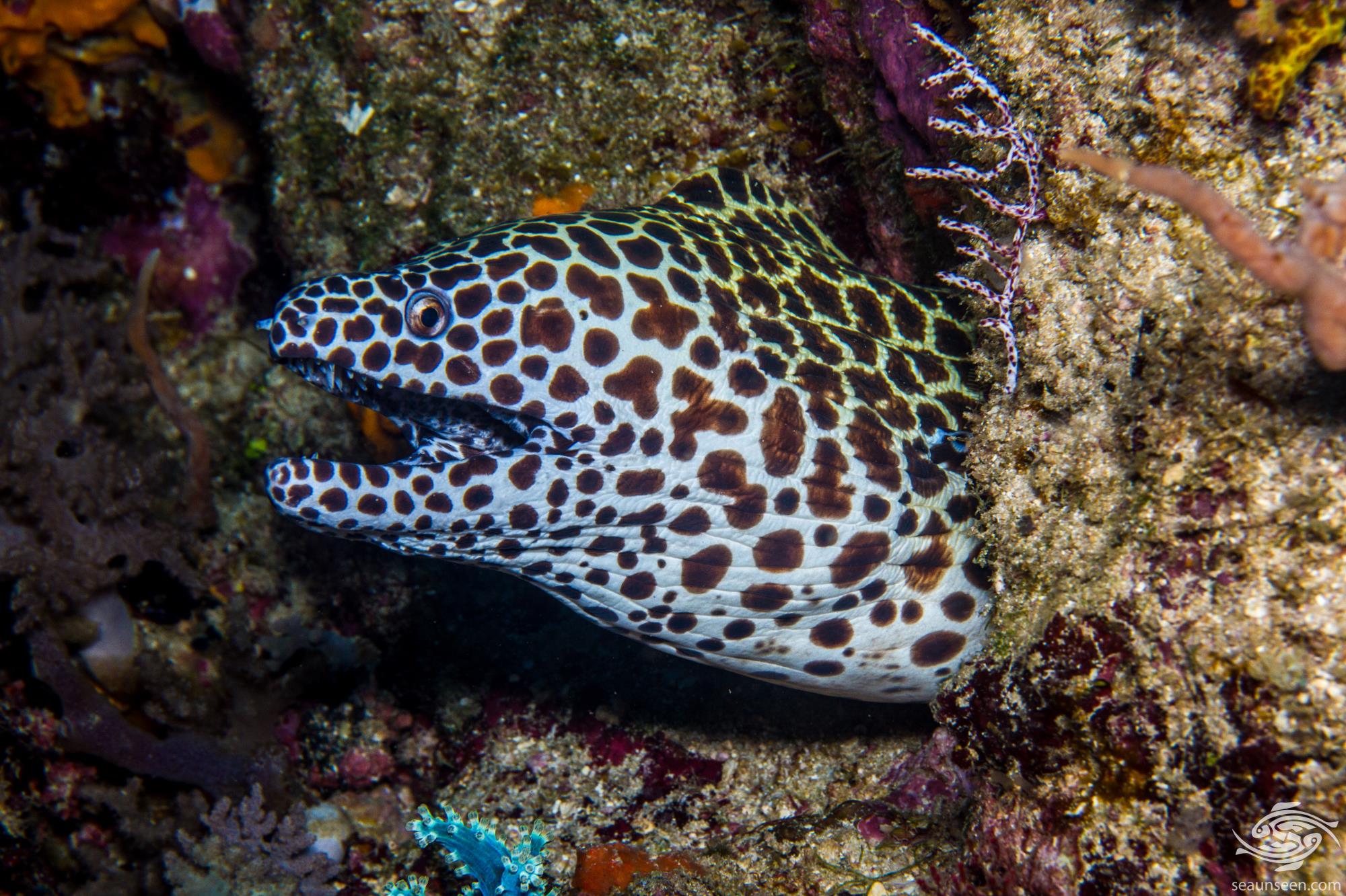 Leopard Moray