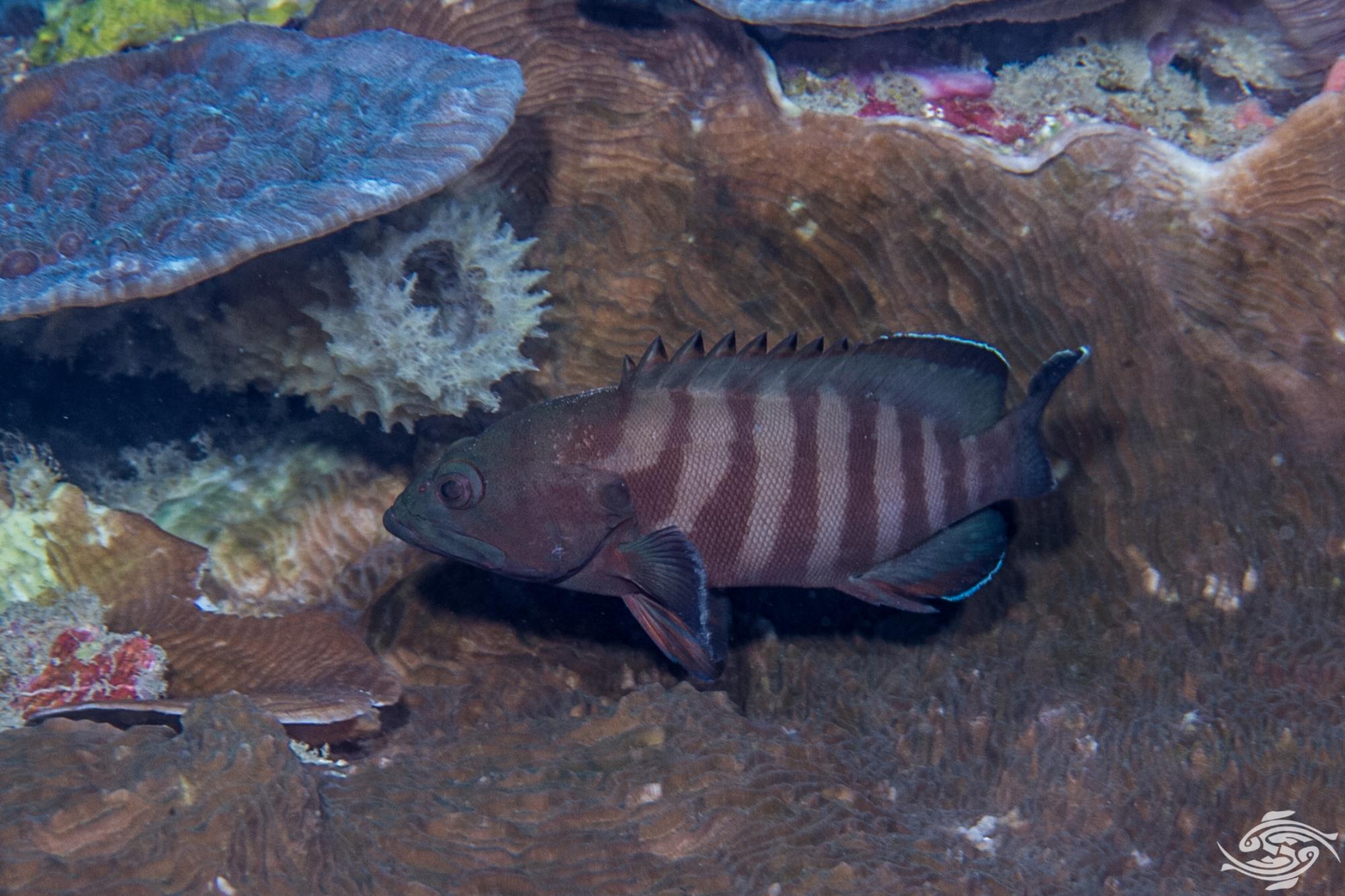 Blue Line Grouper