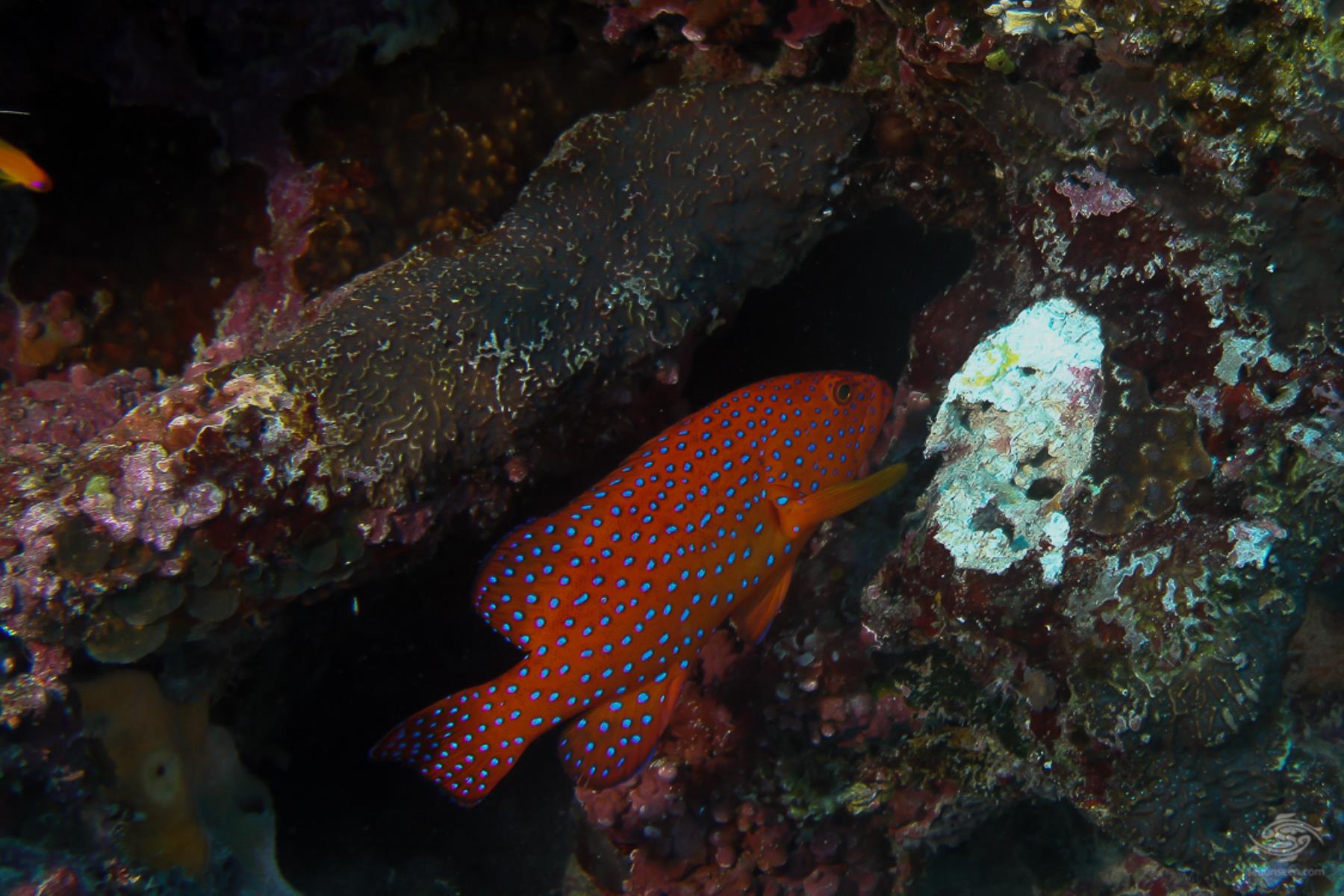 Blue Spotted Grouper